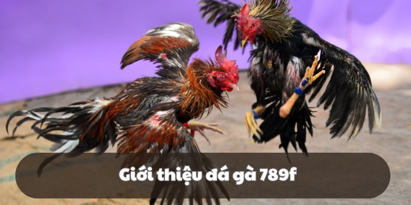 Sơ lược đá gà 789f