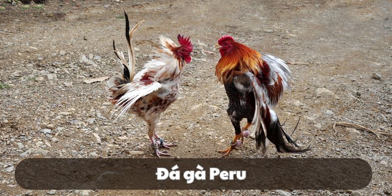 Các trận đấu kê Peru mang lại những màn so tài kịch tính