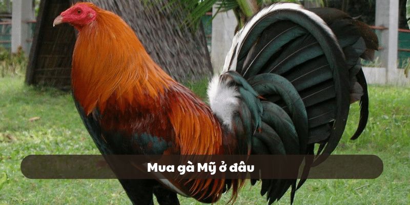 Mua gà Mỹ ở đâu
