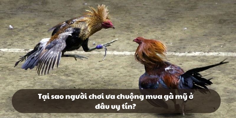 Tại sao người chơi ưa chuộng mua gà mỹ ở đâu uy tín?