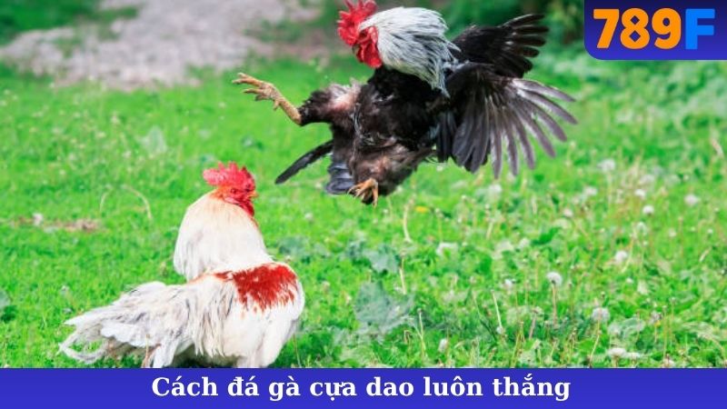 Cách Đá Gà Cựa Dao Luôn Thắng