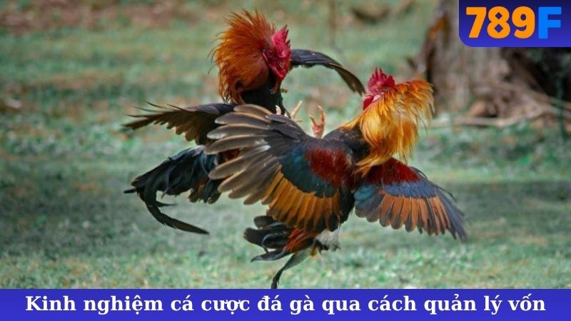 Kinh nghiệm cá cược đá gà qua cách quản lý vốn