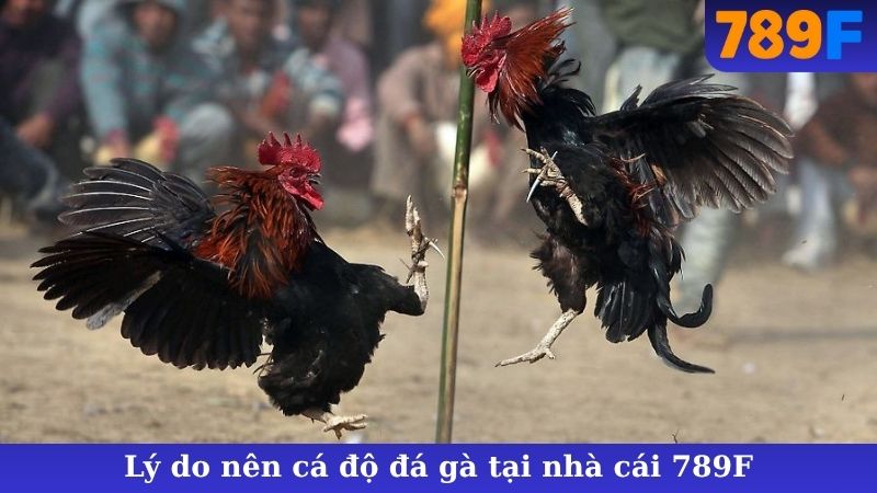 Lý do nên cá độ đá gà tại nhà cái 789F